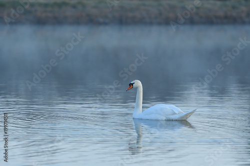 reflection in water of swimming white swan on the lake