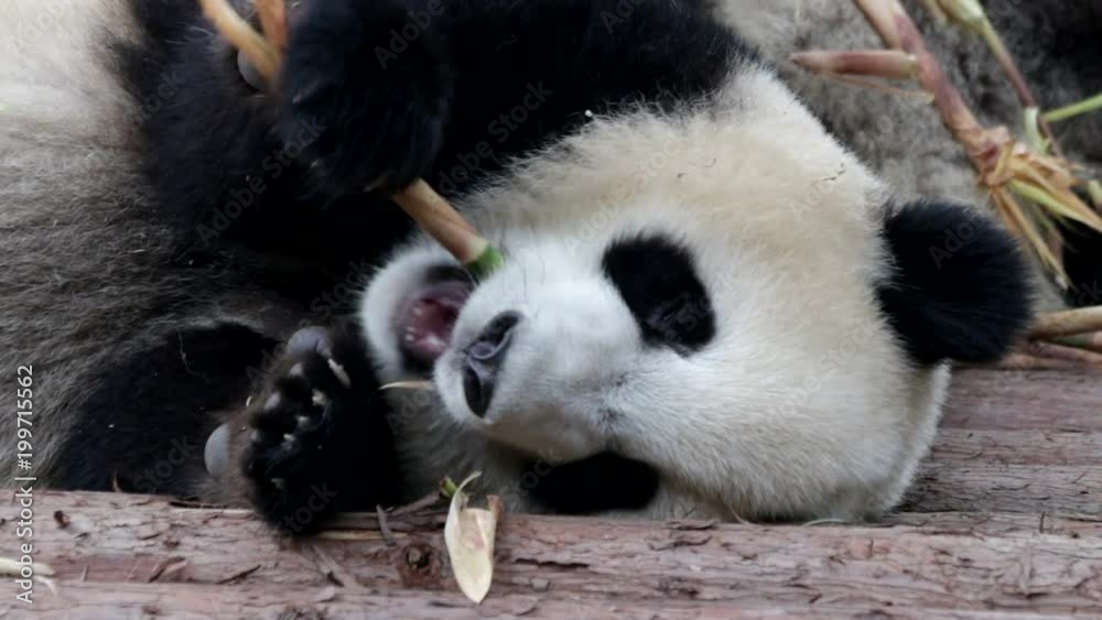 Closed-up Panda Bear Face while laying on the Ground and Eating Bamboo Shoot at the Same Time, so Cute Closed-up Panda Bear Face while laying on the Ground and Eating Bamboo Shoot at the Same Time, so Cute