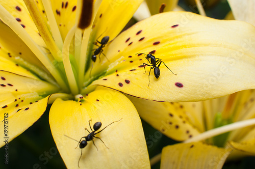 three ant on yellow lily leaves macro