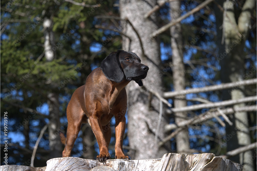 Bayerischer Gebirgsschweisshund Bayerischer Gebirgsschweisshund