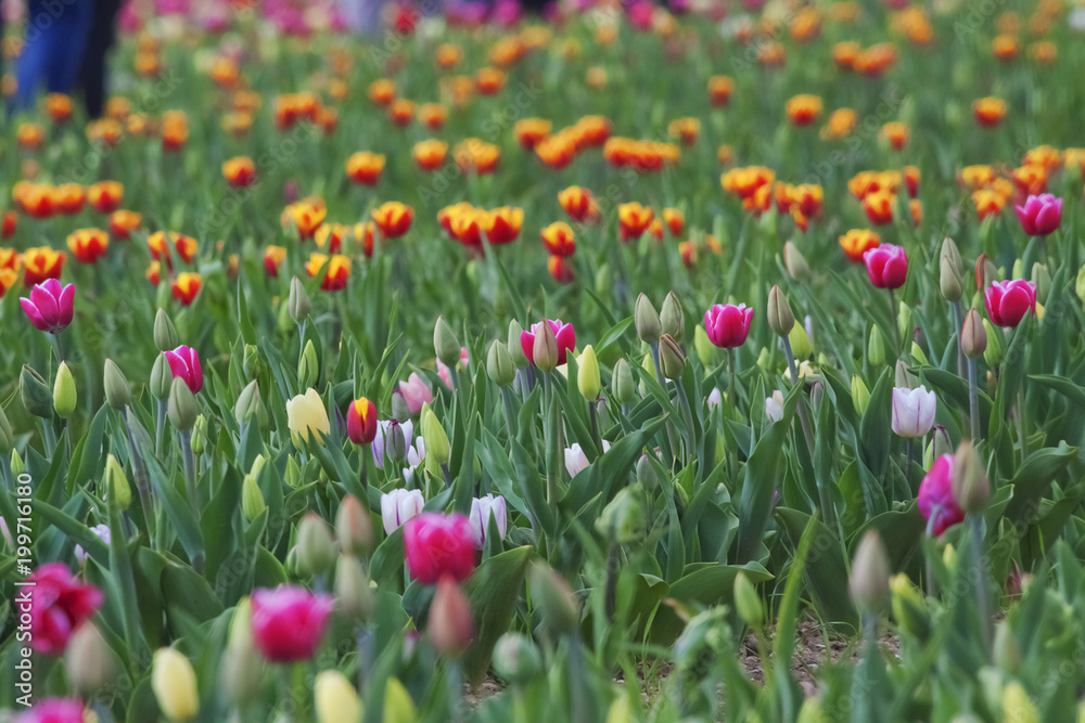 Fiore, Tulipani Tulipano Fiore, Tulipani Tulipano