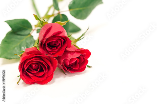 Red rose isolated on white background,valentine gift. © sompop