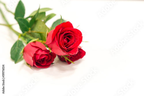 Red rose isolated on white background valentine gift.