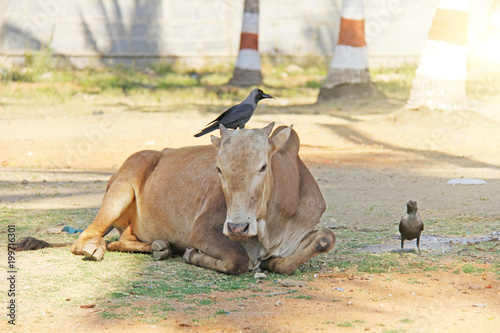 Crow and cow in India. A black crow sits on a cow