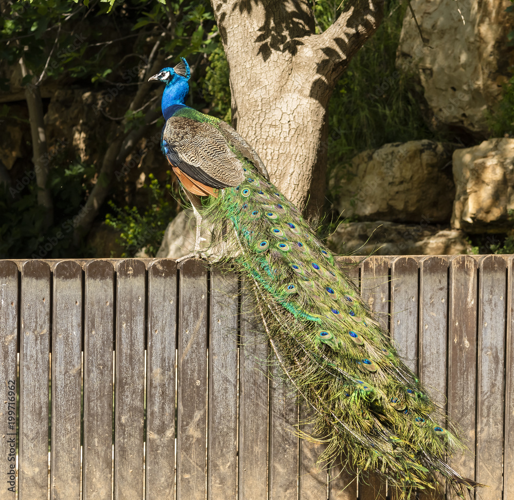 Naklejka premium A Male Peacock