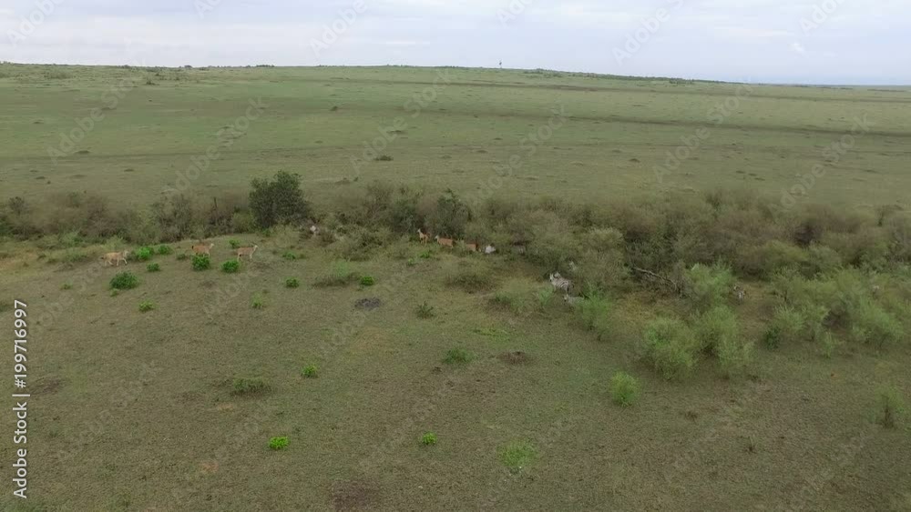 Aerial view of zebras and antelopes in Masai Mara Aerial view of zebras and antelopes in Masai Mara