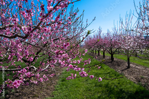 Kirschblüte in der Ortenau