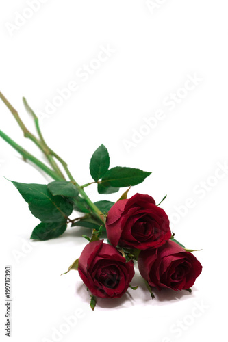 Red rose isolated on white background valentine gift.