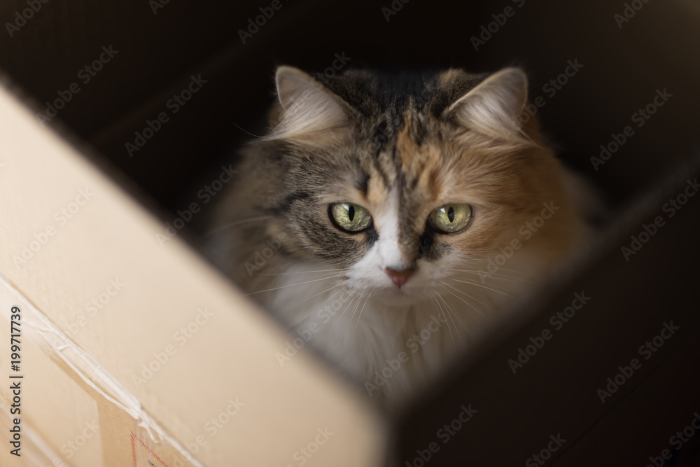 three color cat in the box