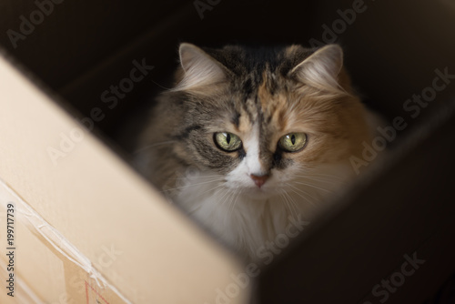 three color cat in the box