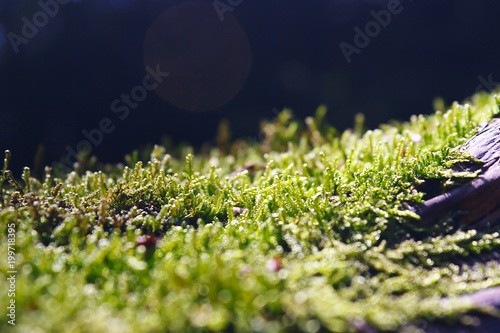 Fresn green moss in the sunlight on the surface of a tree close up