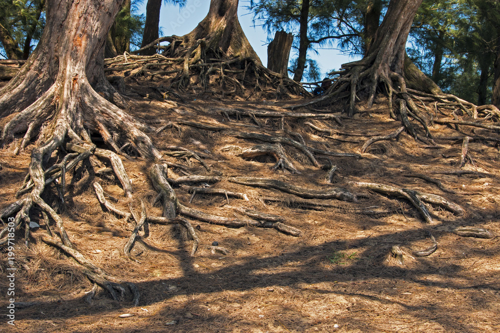 Roots Covered in Brown Pine Needles on Sand Dune Roots Covered in Brown Pine Needles on Sand Dune