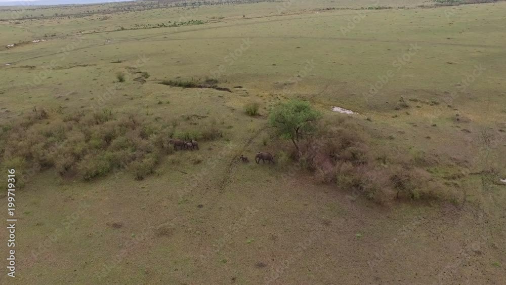 High angle view of elephants in Masai Mara High angle view of elephants in Masai Mara