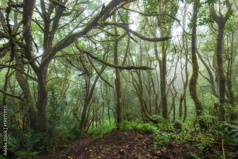 Obraz premium Magic Laurisilva rain forest in Anaga mountains, Tenerife, Canary islands, Spain.