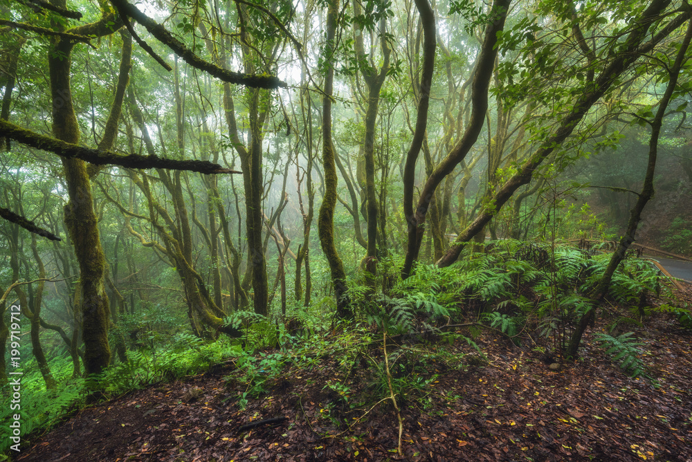 Obraz premium Magic Laurisilva rain forest in Anaga mountains, Tenerife, Canary islands, Spain.