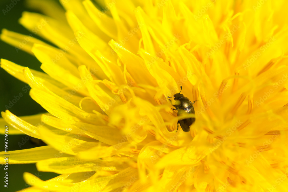 Close up of bug on blooming yellow dandelion flower (Taraxacum officinale). Detail of bright dandelion in meadow at springtime Close up of bug on blooming yellow dandelion flower (Taraxacum officinale). Detail of bright dandelion in meadow at springtime