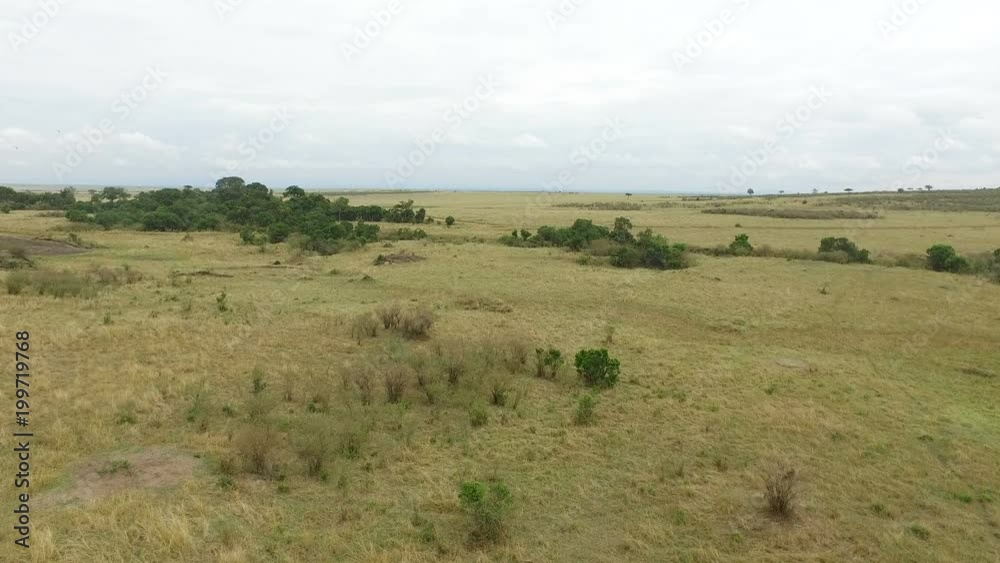 Aerial view of the savannah of Masai Mara Aerial view of the savannah of Masai Mara