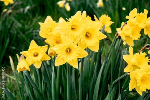 Daffodils united