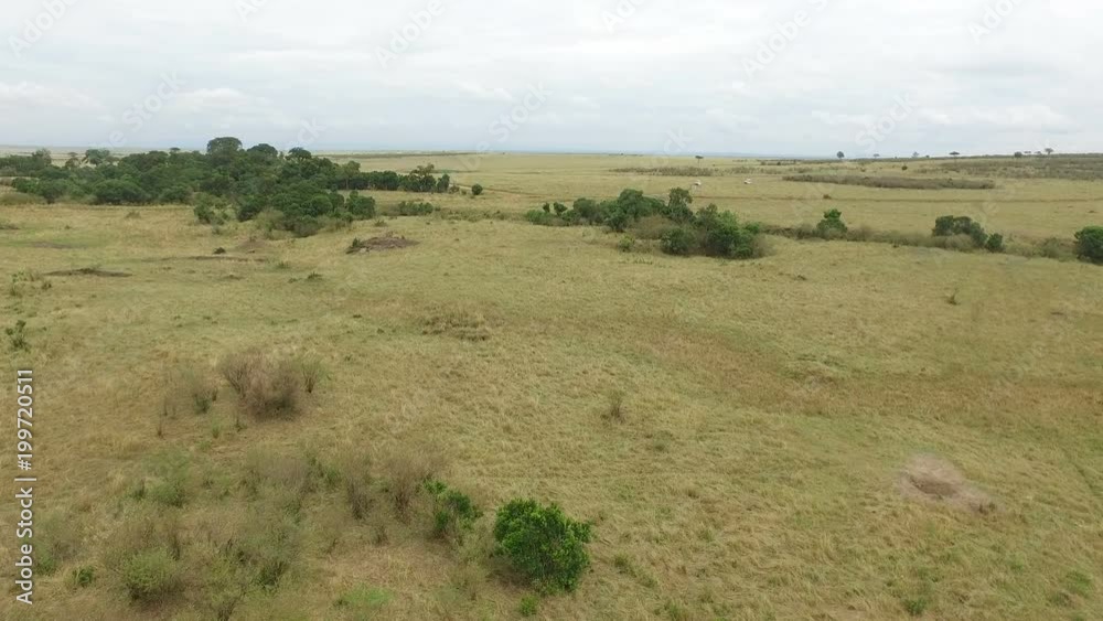 Aerial view of cars driving on a road in Masai Mara Aerial view of cars driving on a road in Masai Mara