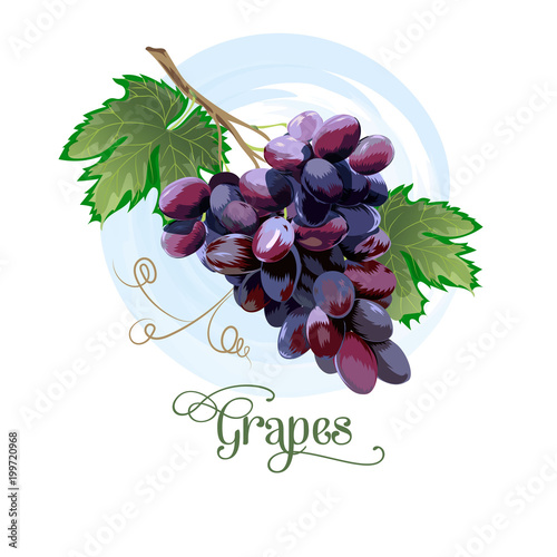 Fresh bunch of grapes purple