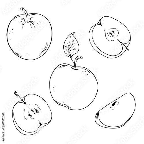 Set of fresh apples and apple slices isolated on white background drawn by ink. Hand drawn vector illustration.