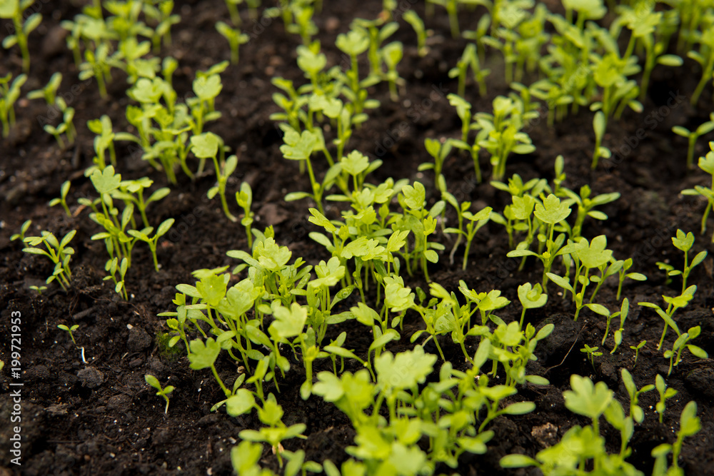 detail of small seedlings detail of small seedlings
