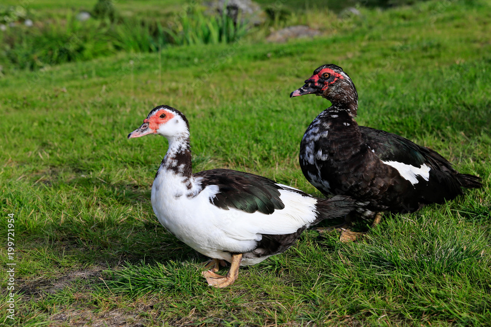 Muscovy duck in Northern Norway Muscovy duck in Northern Norway