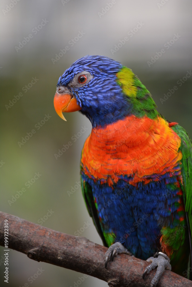 lorikeet