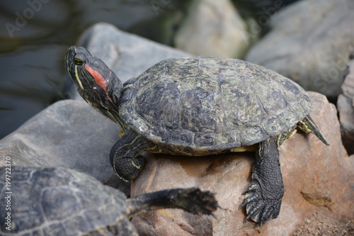 turtle on rock