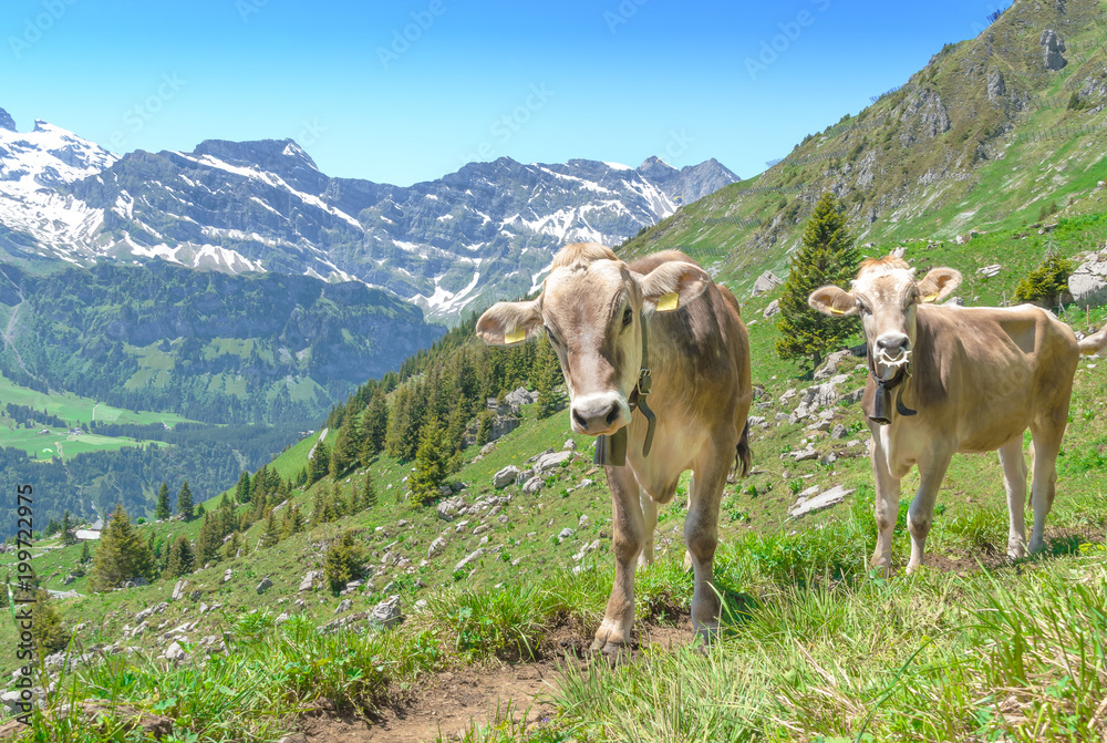 Two Alpine cows in a pasture in the mountains of Switzerland