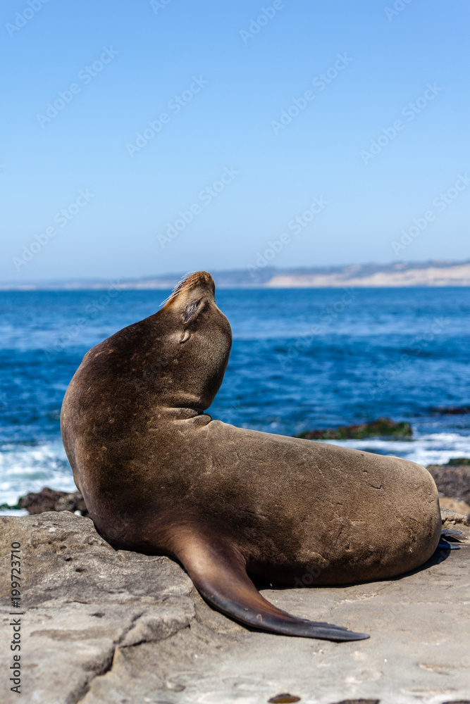 Obraz premium California Sea Lion Zalophus Californianus in La Jolla