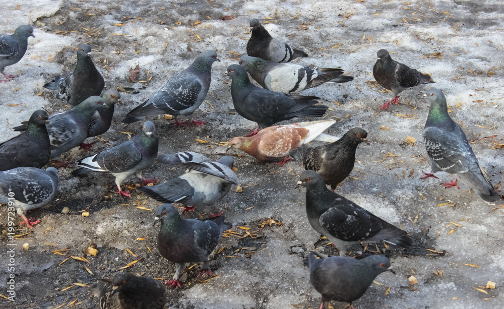 Many pigeons peck in the snow bread crumbs Many pigeons peck in the snow bread crumbs