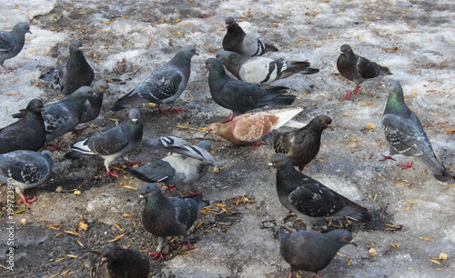 Many pigeons peck in the snow bread crumbs