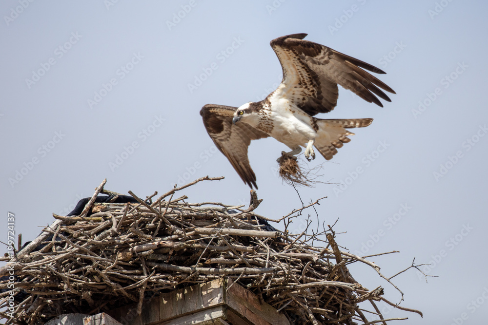 Osprey landing Osprey landing