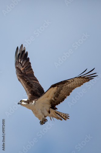 Osprey