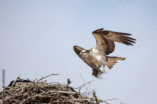 Osprey landing