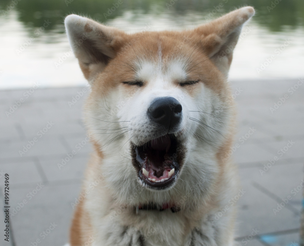 Cute akita inu dog yawning on the sunny weather