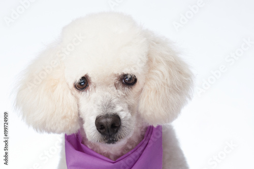 Groomed head of white poodle