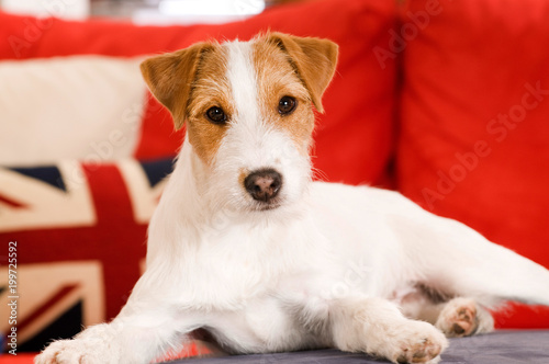 Parson Russel Terrier liegt auf einem Sofa