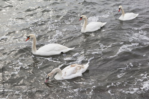 Swans  Cygnus olor  swim in the Black Sea in winter near the embankment of the city of Evpatoria  Crimea