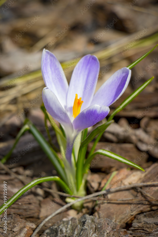 blooming crocuses - spring flowers close up blooming crocuses - spring flowers close up
