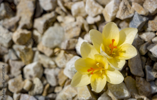 Beautiful crocuses flowers in garden. Spring yellow flowers crocuses photo