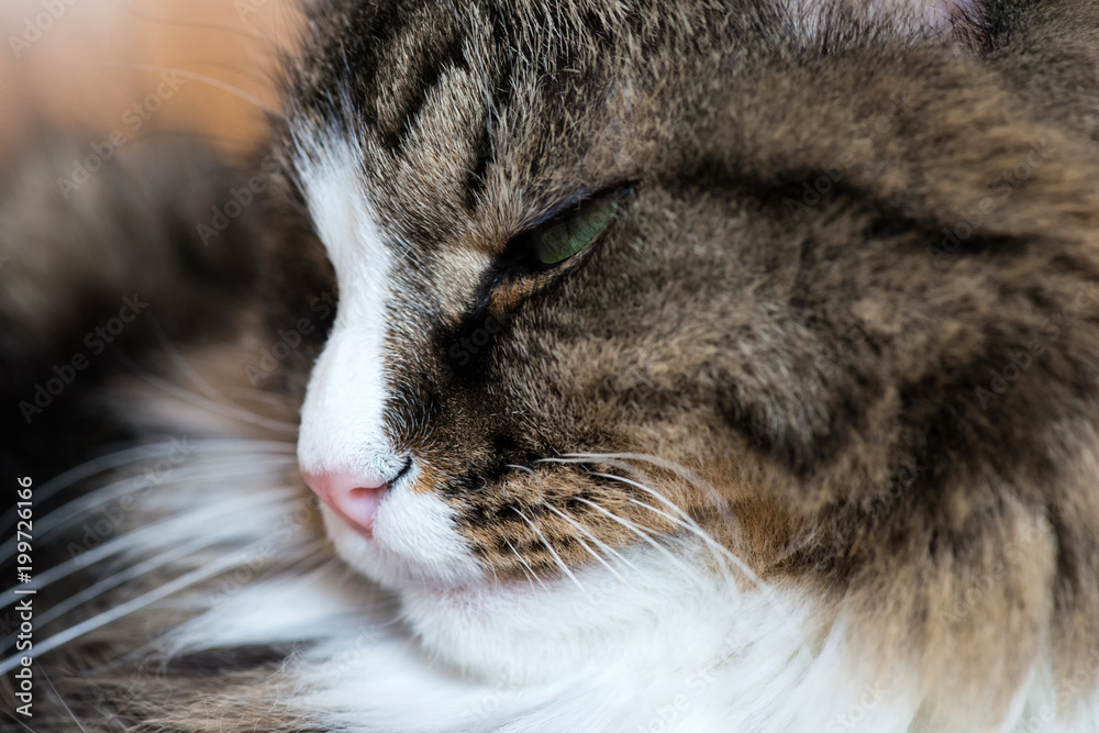muzzle of a cat close-up muzzle of a cat close-up