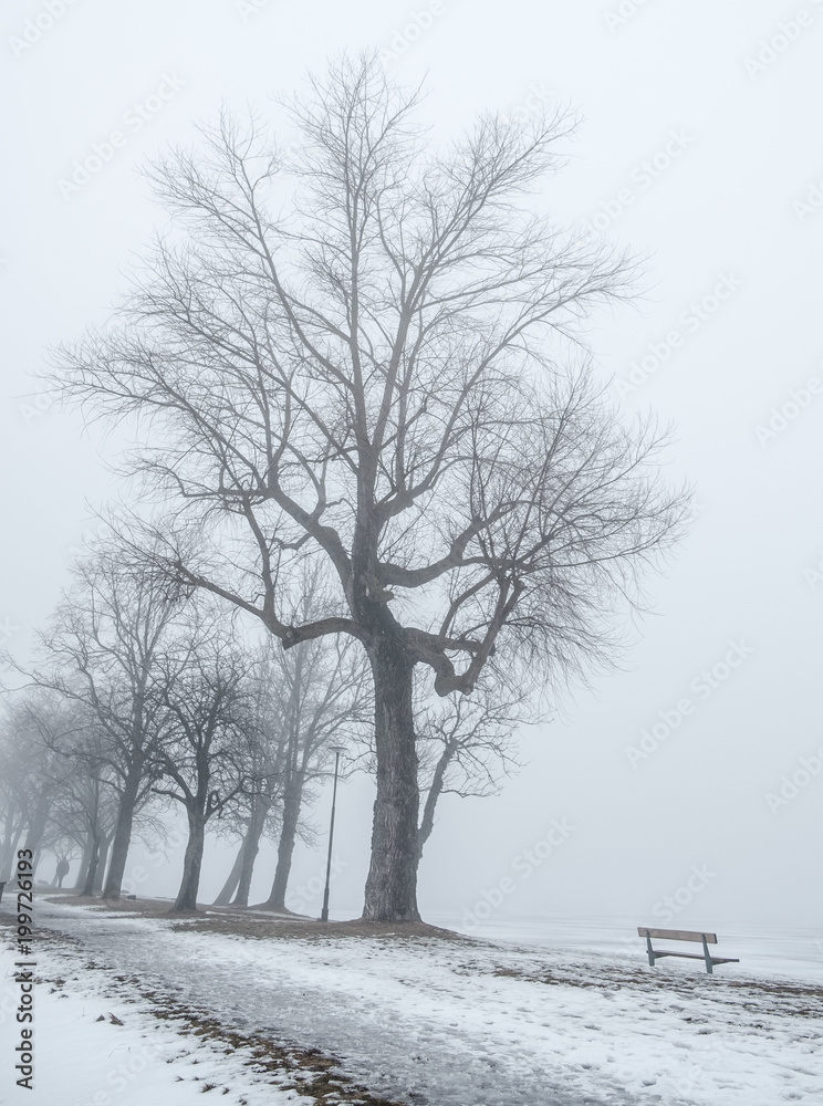 custom made wallpaper toronto digitalwinter image of a park with oaks and park benches in fog