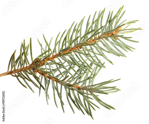 part of the spruce branch. isolated on white background