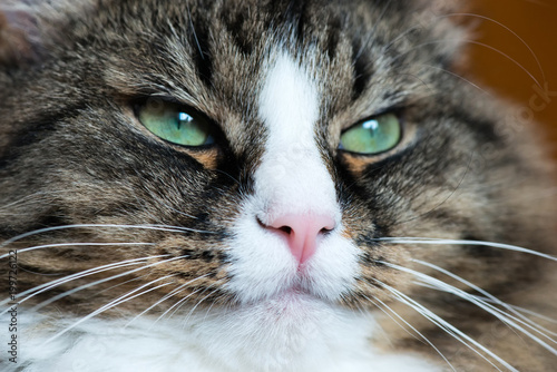 muzzle of a cat close-up © ronedya