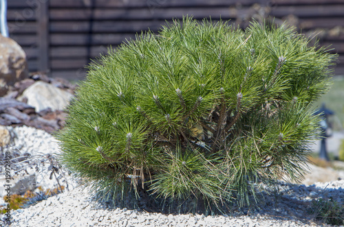 Cultivar dwarf mountain pine Pinus mugo var. pumilio in the rocky garden photo