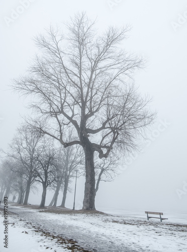Wallpaper Mural winter image of a park with oaks and park benches in fog Torontodigital.ca