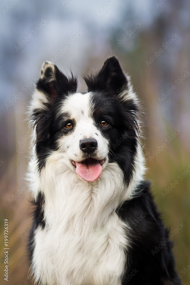 Portrait of black and white border collie with open mouth