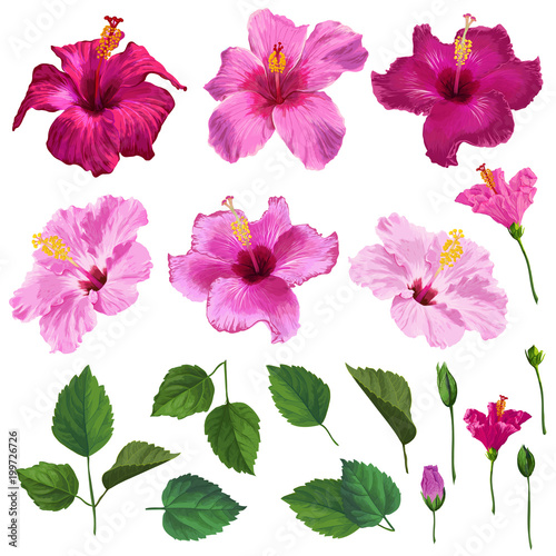 Hibiscus Floral Set with Flowers, Leaves and Branches. Watercolor Hand Drawn Spring and Summer Flowers for Decoration, Pattern, Wedding Invitation, Wallpaper, Wrapping Paper. Vector illustration